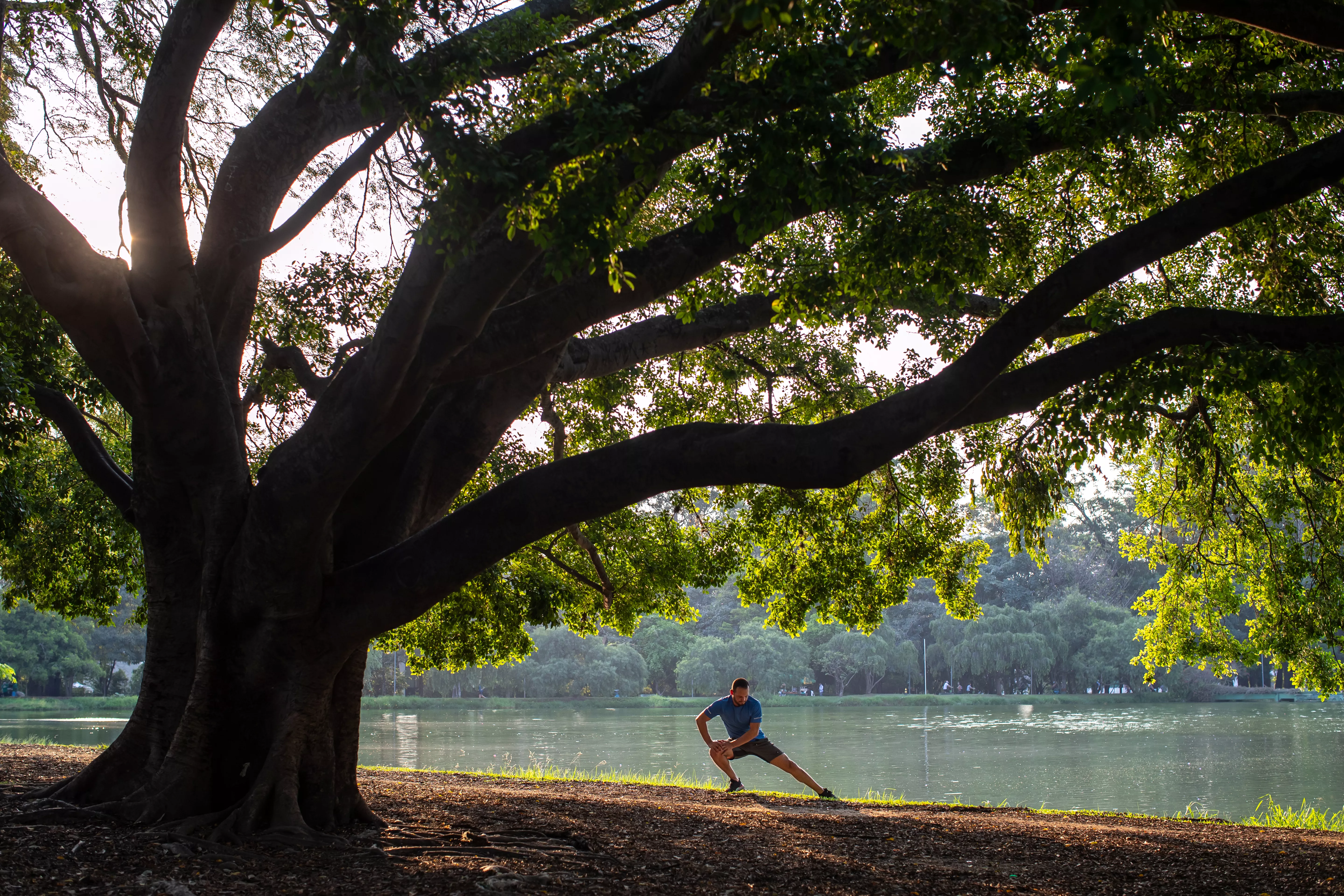 Hombre ejercitándose cerca a un árbol